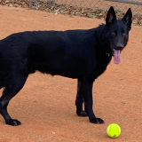 Rockydog111 Avatar