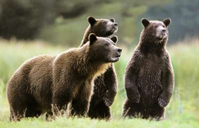 The Grizzlies
